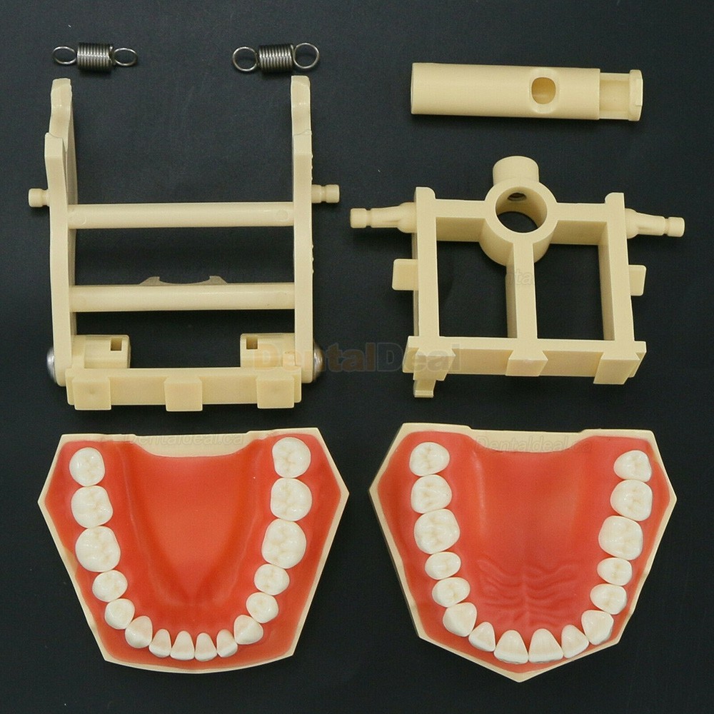 Dental Typodont Model M8014 32Pcs Teeth Fit Frasaco AG3